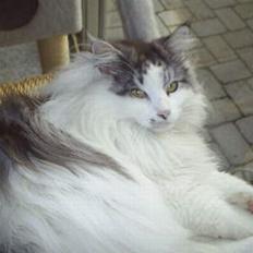 Maine Coon Alle's Felex