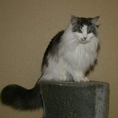 Maine Coon Alle's Felex