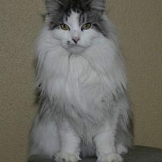 Maine Coon Alle's Felex