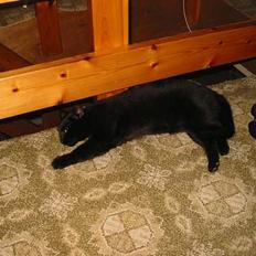 Blanding af racer Brutalis (Bortløbet)