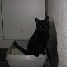 Blanding af racer Brutalis (Bortløbet)