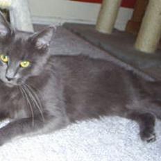 Maine Coon Wulff`s Amanda