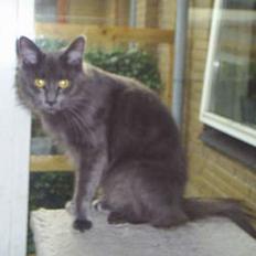 Maine Coon Wulff`s Amanda