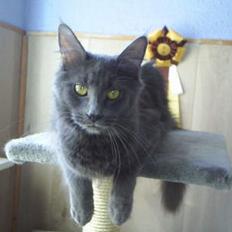 Maine Coon Wulff`s Amanda