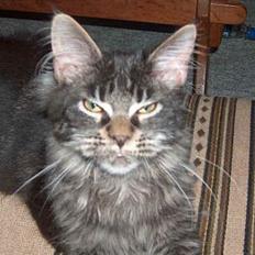 Maine Coon Langstteich`s O`Usanto