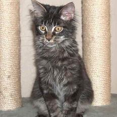 Maine Coon Langstteich`s O`Usanto