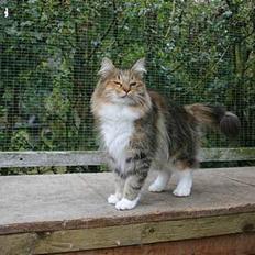 Norsk Skovkat Wegiewood`s Bolette