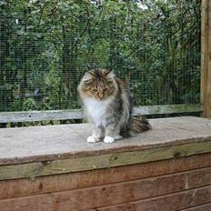 Norsk Skovkat Wegiewood`s Bolette