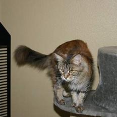 Maine Coon Ojo`s Shakira