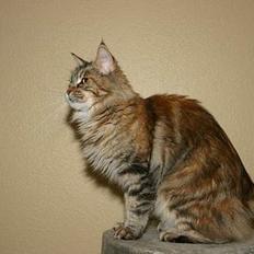 Maine Coon Ojo`s Shakira