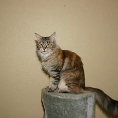 Maine Coon Ojo`s Shakira