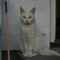 Blanding af racer Miv