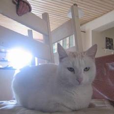 Blanding af racer Miv