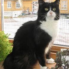 Norsk Skovkat Majlund's Amanda *R.I.P*