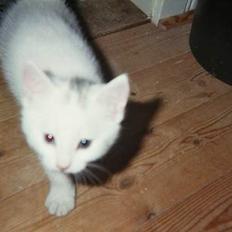 Blanding af racer Sheilla Ann Malone