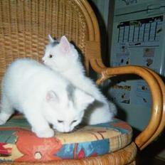 Blanding af racer Sheilla Ann Malone