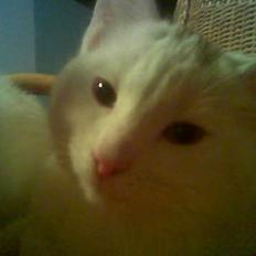 Blanding af racer Sheilla Ann Malone