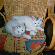 Blanding af racer Bobby Malone