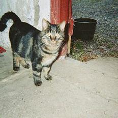 Blanding af racer Alfred