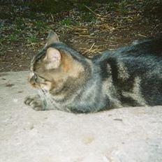 Blanding af racer Alfred