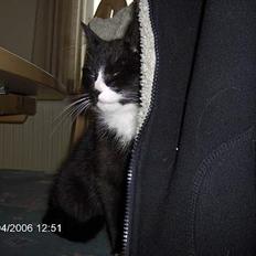 Huskat snipper