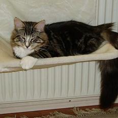 Norsk Skovkat Knald i Låget