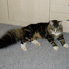 Norsk Skovkat Knald i Låget