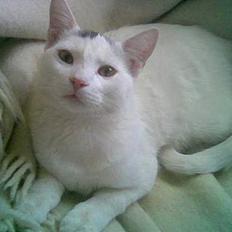 Blanding af racer Rooney Malone(& hans bror