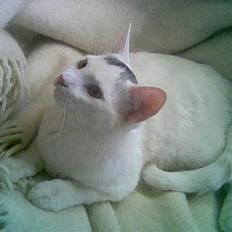 Blanding af racer Rooney Malone(& hans bror