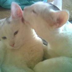 Blanding af racer Rooney Malone(& hans bror