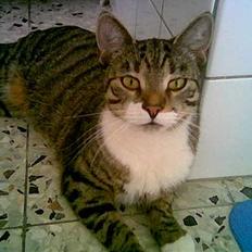 Huskat Molly Cat Malone