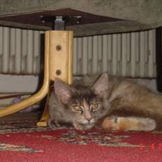 Maine Coon † Pjuske †