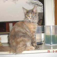 Maine Coon † Pjuske †