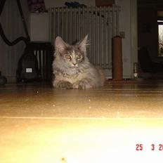 Maine Coon † Pjuske †