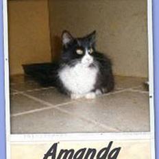 Norsk Skovkat Majlund's Amanda *R.I.P*