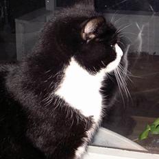 Blanding af racer Sigurd <3