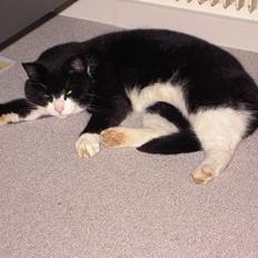 Blanding af racer Sigurd <3