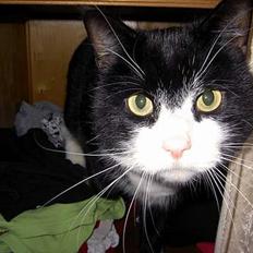 Blanding af racer Sigurd <3