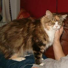 Maine Coon Mon Cherie---død---