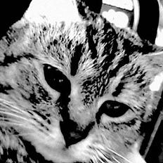 Blanding af racer Rosa <3