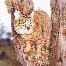 Blanding af racer Rosa <3