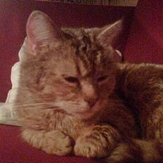 Blanding af racer Rosa <3