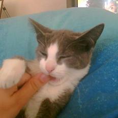 Blanding af racer Mille <3