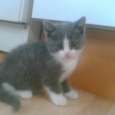 Blanding af racer Mille <3