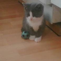 Blanding af racer Mille <3