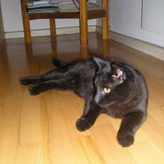 Blanding af racer Lucky (bette missen)