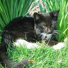 Huskat † Hegnsholts Tiger <3 †
