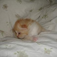 Blanding af racer Cleo *DøD* :(