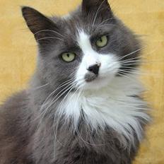 Blanding af racer Jogge