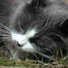 Blanding af racer Jogge